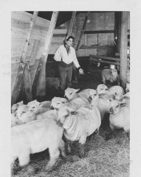 Sheep on the Gilliland farm